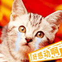 我好感动啊