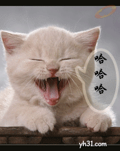 哈哈哈大笑的猫咪