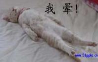 小猫晕倒了