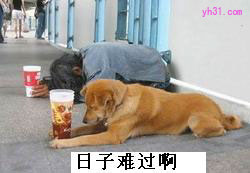 日子难过啊