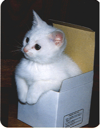 悠闲轻松的猫咪