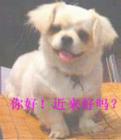 你好，近来好吗