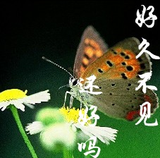 好久不见，你好吗