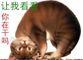 让我看看你在干嘛
