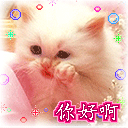 猫咪招手，你好啊
