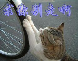 求你别走啊