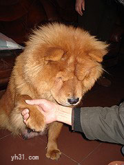 与小狗握手