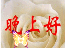 蝴蝶鲜花问候晚上好