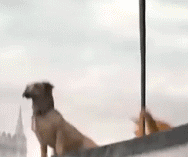 咖啡猫四处张望打探