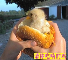 请你吃啃的鸡