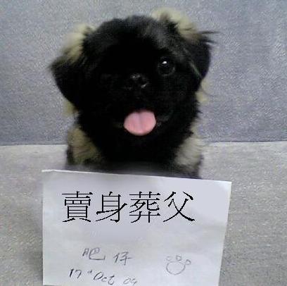 卖身葬父