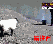 顶你下河去游泳