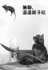 无聊时可以逗逗耗子玩