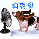 小狗也要吹风扇，真爽啊