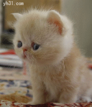 小猫