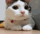 小猫咪东张西望