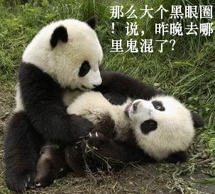 大熊猫昨晚去哪鬼混了
