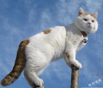 偶需要你们的仰视