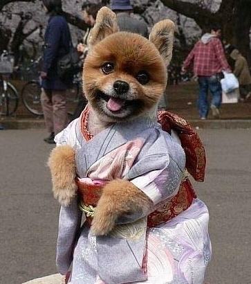 穿和服的狗狗