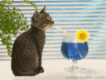 偷偷喝酒的小猫