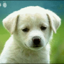 小狗变小猪