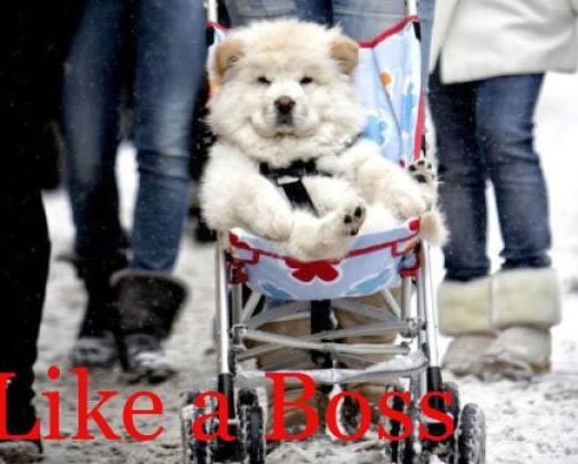 我也要享受一下当婴儿的待遇