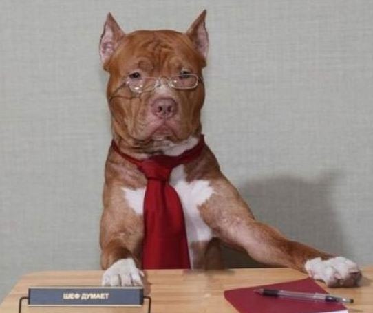 听话的小狗学生