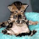 老鼠和猫咪混熟悉了