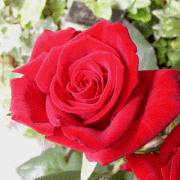 鲜花