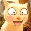 眼前一亮的猫咪