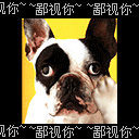 连狗狗都鄙视你
