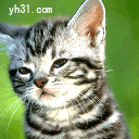 小猫鄙视你