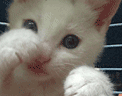 猫咪打你