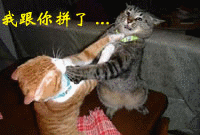 我跟你拼了
