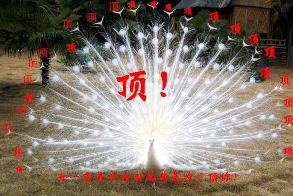 孔雀开屏顶你