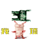小猪顶你