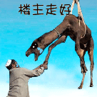 楼主，你走好