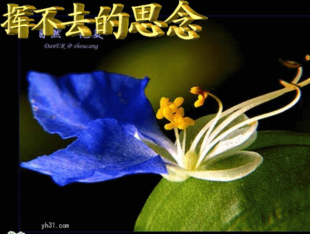 挥不去的思念