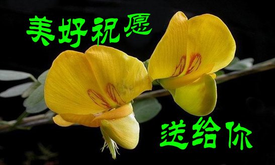 美好祝愿送给你