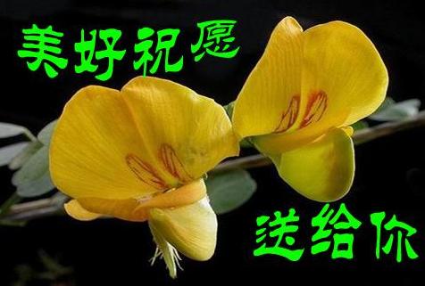 把美好祝愿送给你