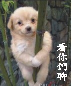 看你们聊