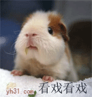 看戏看戏