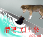 潜吧，别上来了