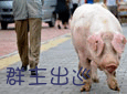 群主来出巡