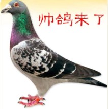 帅鸽来了