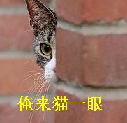 俺来猫一眼