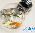 在灯泡里养的金鱼