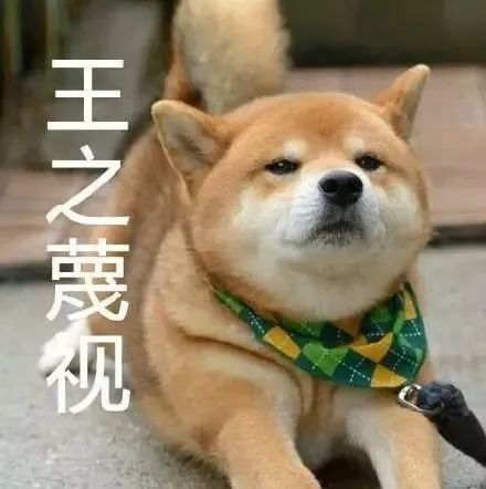 来自柴犬的王之蔑视