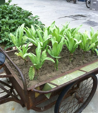 在三轮车上面种蔬菜