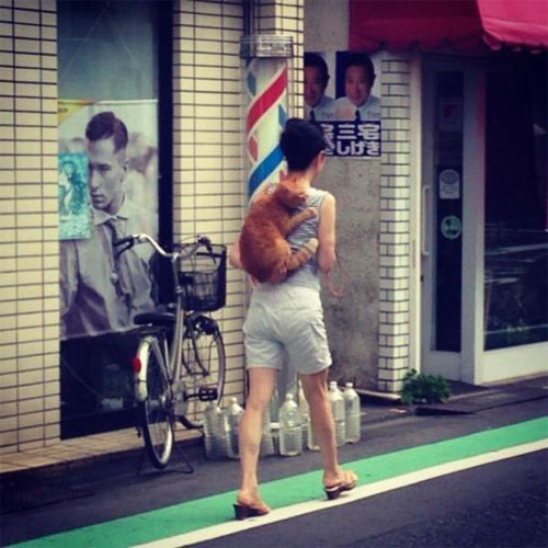 爬在主人背上去逛街